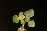 American golden saxifrage